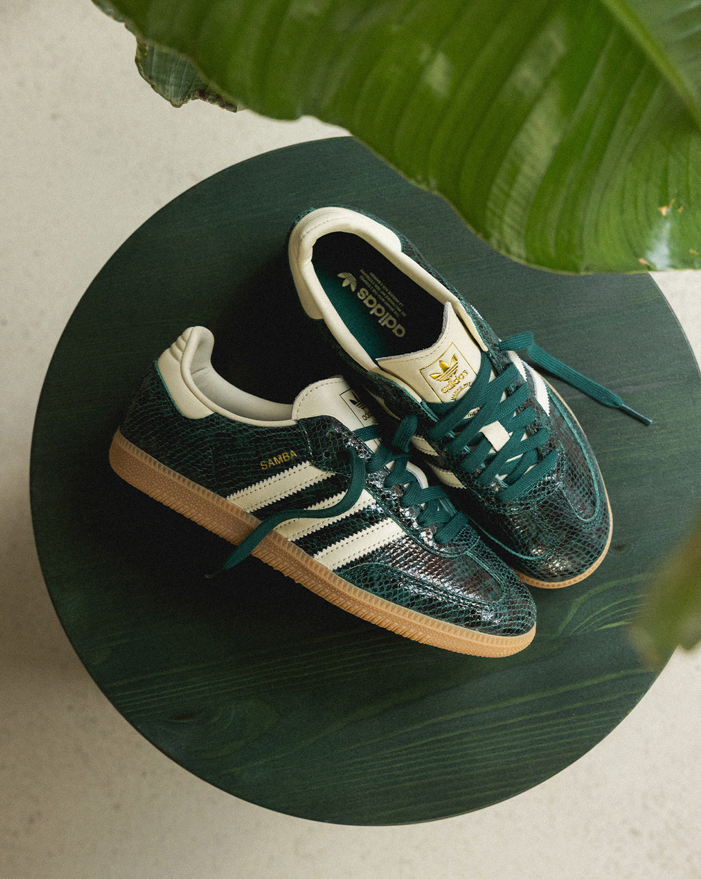 Samba OG W