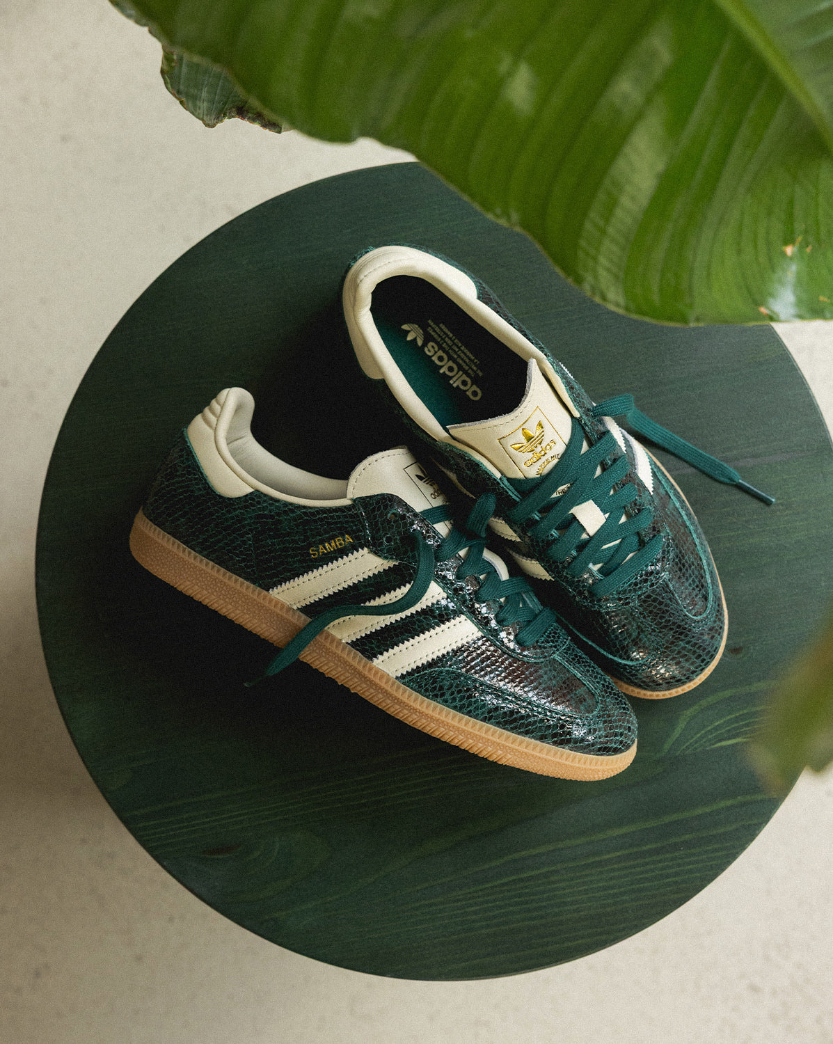 Samba OG W